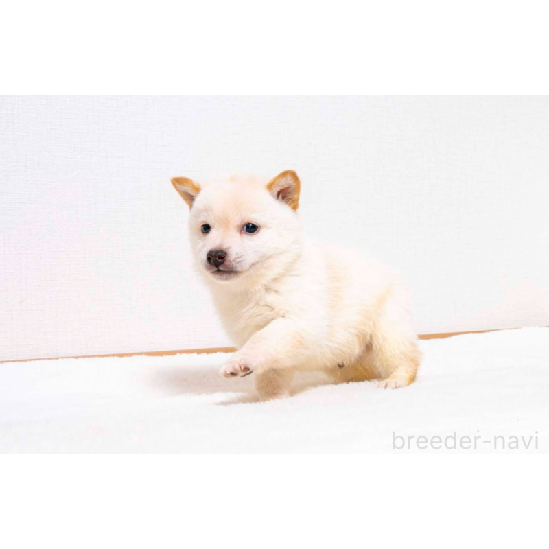 販売中の大分県の豆柴-432470の5枚目