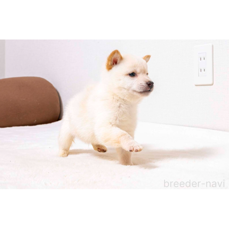 販売中の大分県の豆柴-432470の4枚目