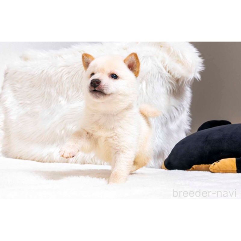 販売中の大分県の豆柴-432470の3枚目