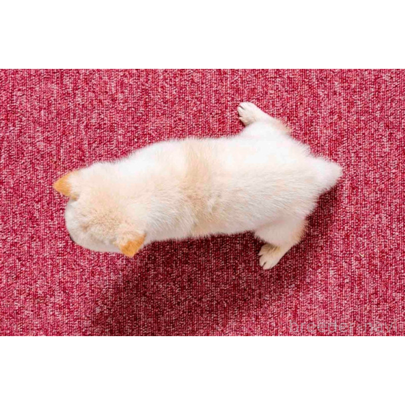 販売中の大分県の豆柴-432470の2枚目