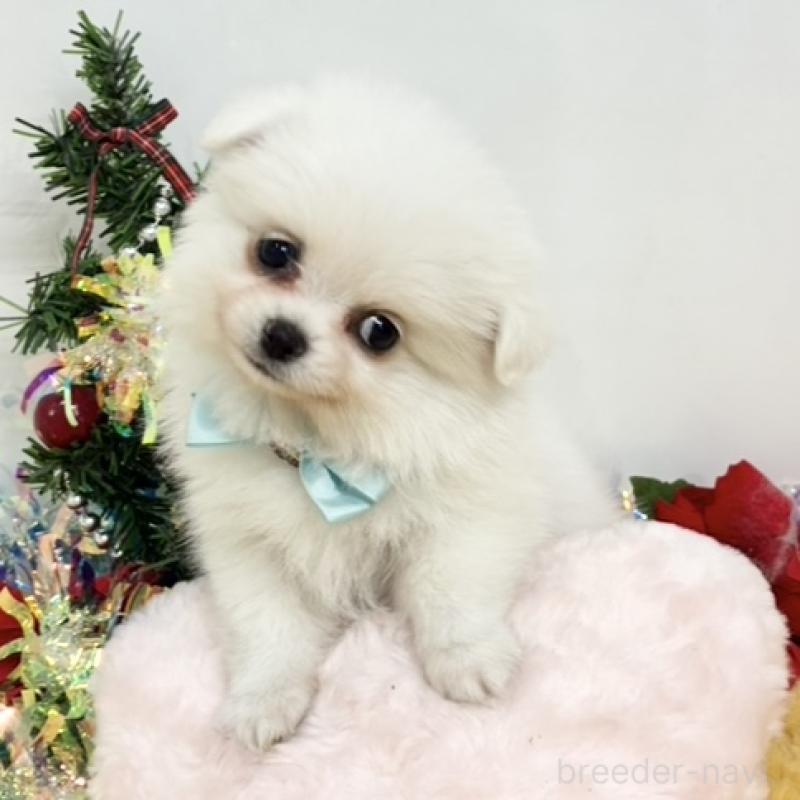 販売中の岐阜県のポメチワ:ポメラニアン×チワワ-432487