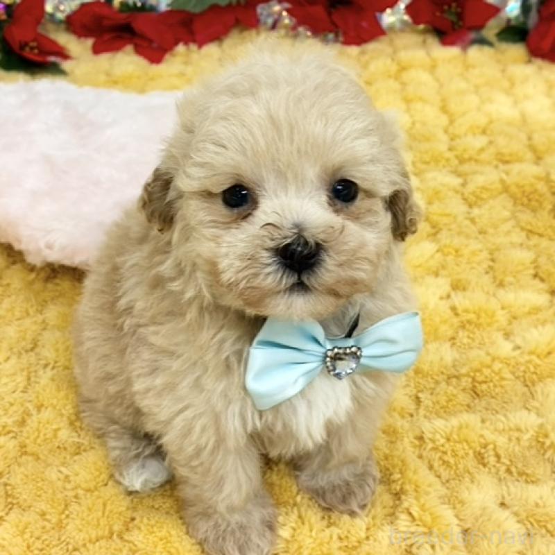 販売中の岐阜県のマルプー:マルチーズ×トイプードル-432490