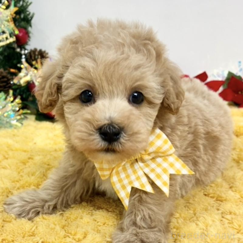 販売中の岐阜県のマルプー:マルチーズ×トイプードル-432491