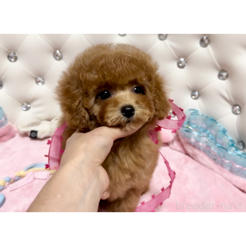 販売中の徳島県のタイニープードル-432488の7枚目