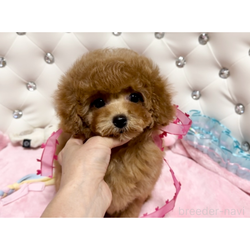 販売中の徳島県のタイニープードル-432488の6枚目