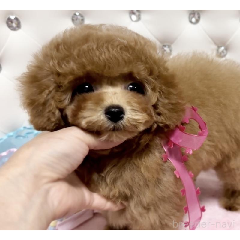 販売中の徳島県のタイニープードル-432488の5枚目