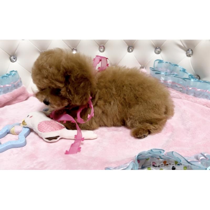 販売中の徳島県のタイニープードル-432488の4枚目