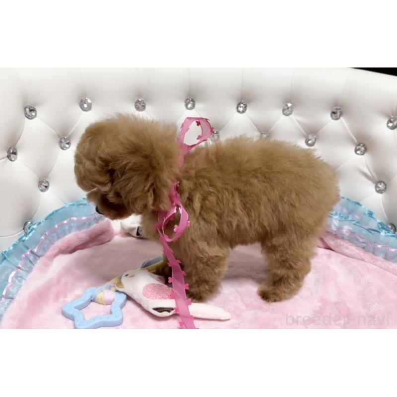 販売中の徳島県のタイニープードル-432488の3枚目