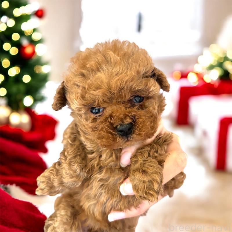 販売中の栃木県のタイニープードル-432545