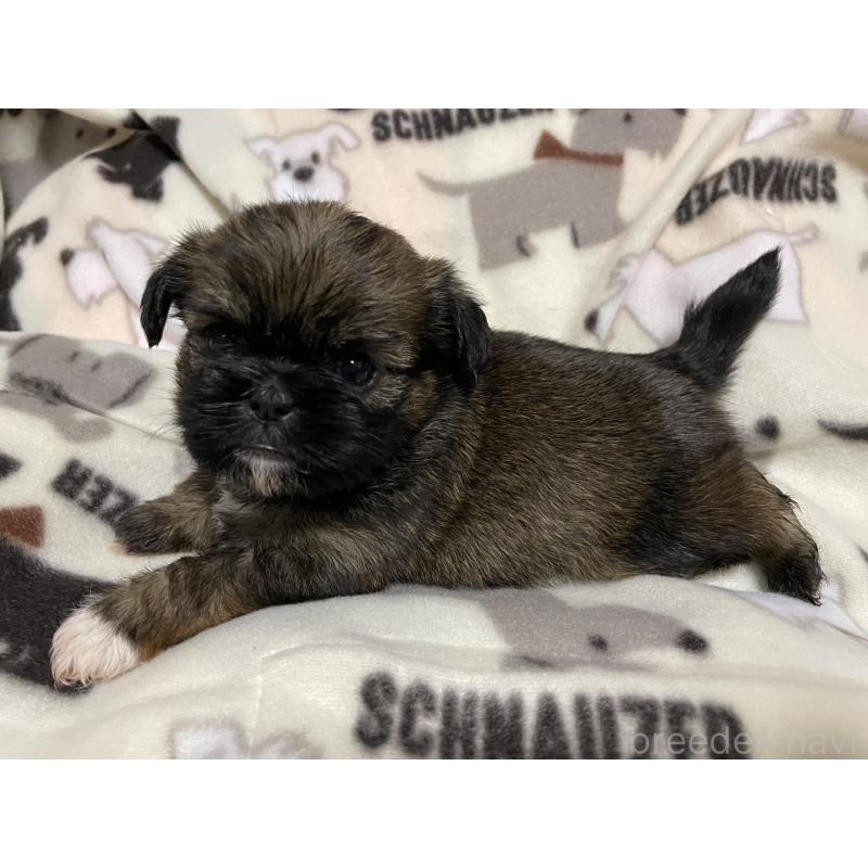 販売中の愛知県のミックス犬-432492の9枚目