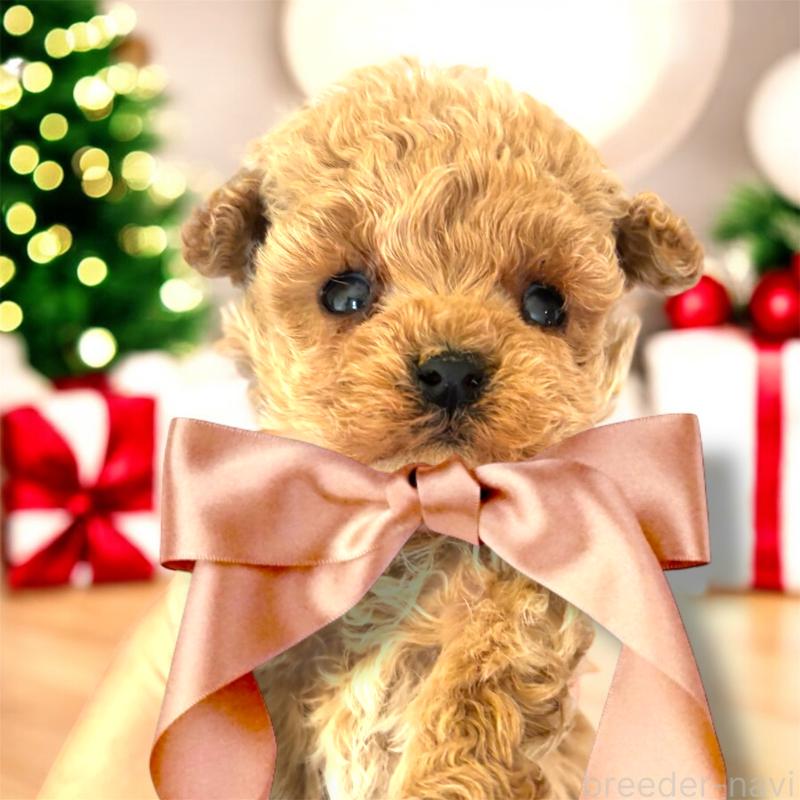 販売中の栃木県のティーカッププードル-432547の1枚目