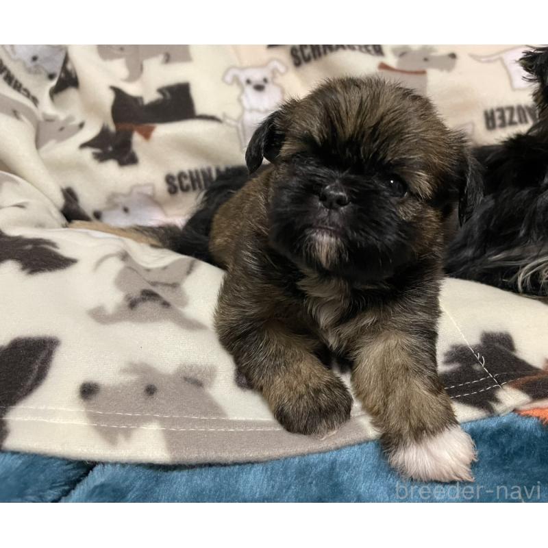 販売中の愛知県のミックス犬-432492の8枚目