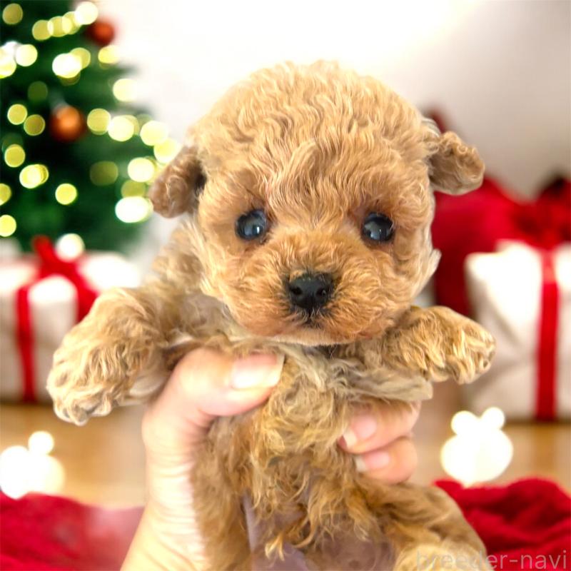 販売中の栃木県のティーカッププードル-432547の4枚目