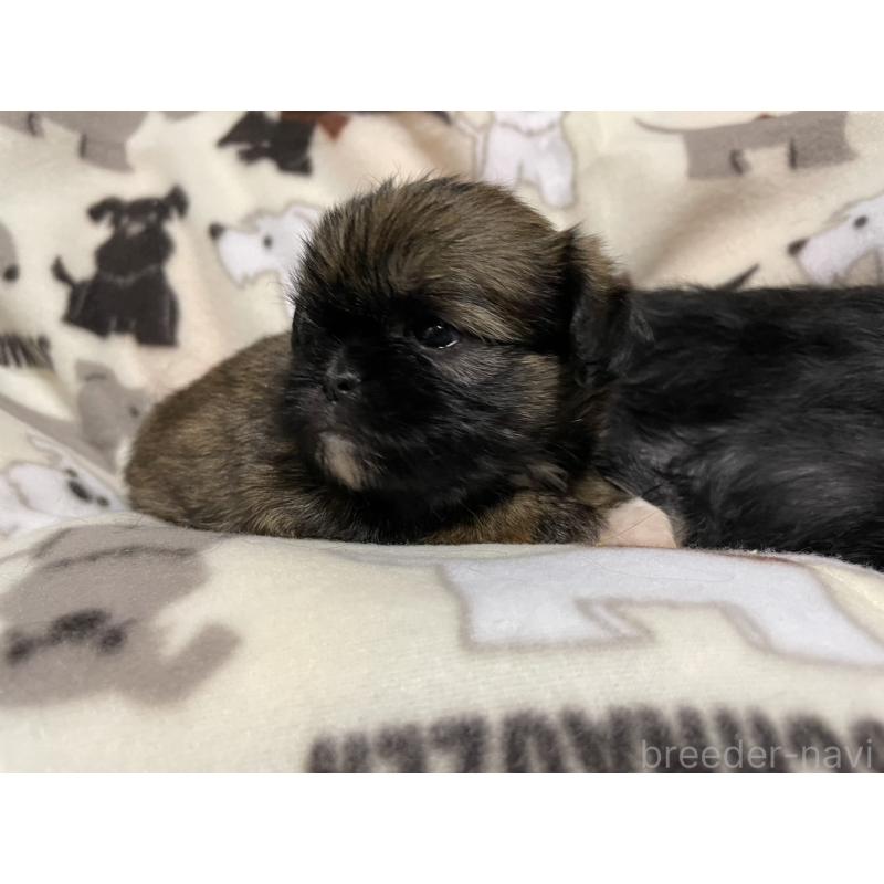 販売中の愛知県のミックス犬-432492の7枚目