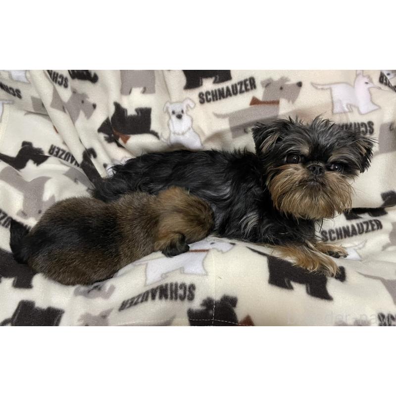 販売中の愛知県のミックス犬-432492の6枚目