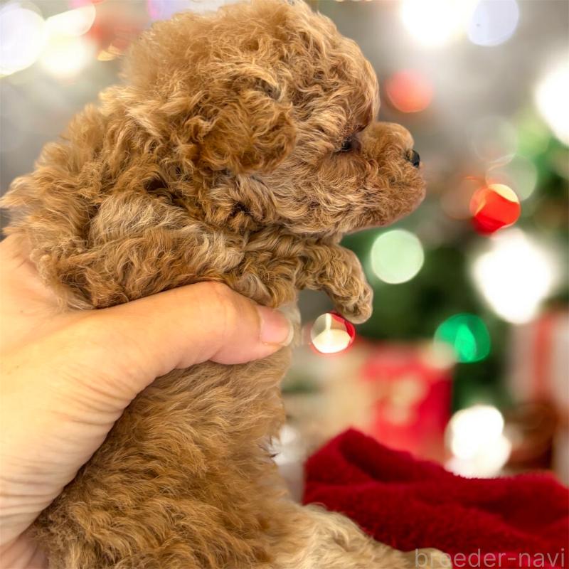 販売中の栃木県のティーカッププードル-432547の3枚目