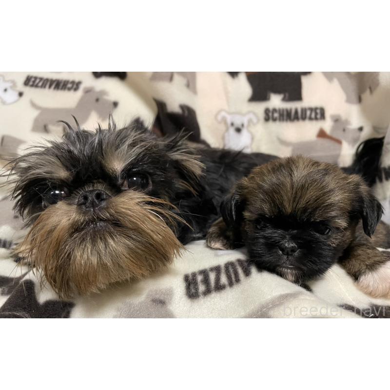 販売中の愛知県のミックス犬-432492の4枚目