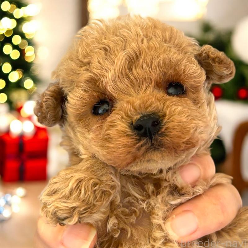 販売中の栃木県のティーカッププードル-432547の2枚目