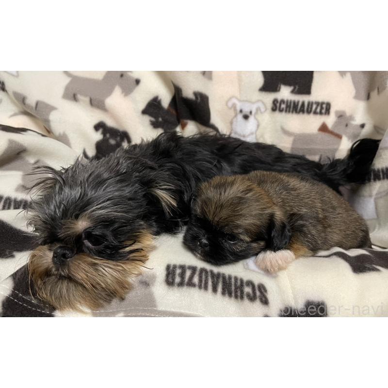 販売中の愛知県のミックス犬-432492の3枚目