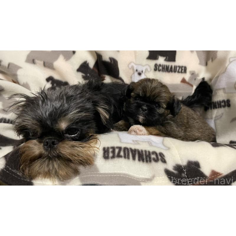 販売中の愛知県のミックス犬-432492の2枚目