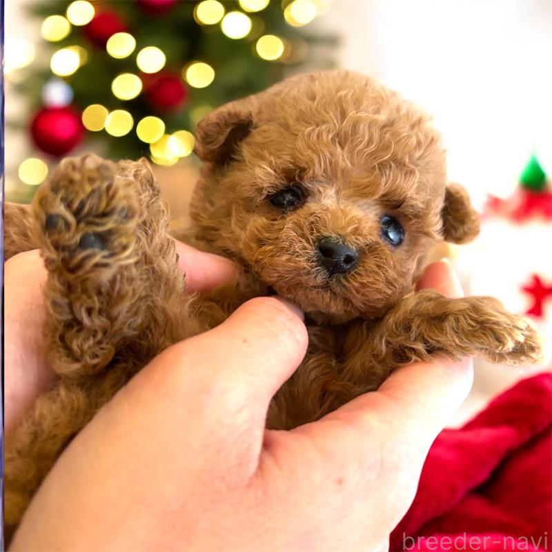 販売中の栃木県のティーカッププードル-432548