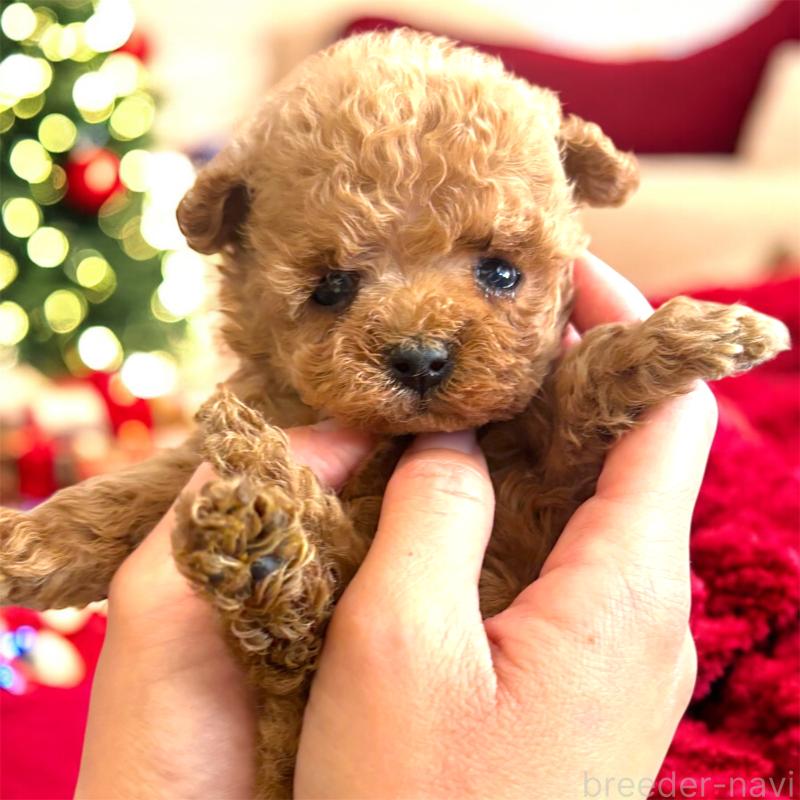 販売中の栃木県のティーカッププードル-432548の7枚目