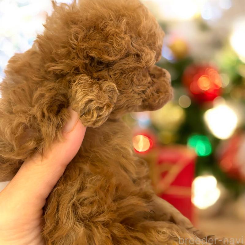 販売中の栃木県のティーカッププードル-432548の6枚目