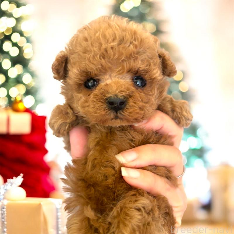 販売中の栃木県のティーカッププードル-432548の5枚目