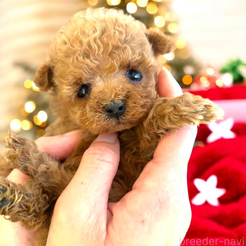 販売中の栃木県のティーカッププードル-432548の4枚目