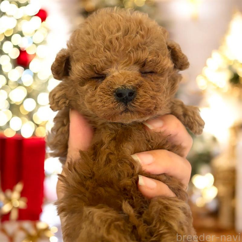 販売中の栃木県のティーカッププードル-432548の3枚目