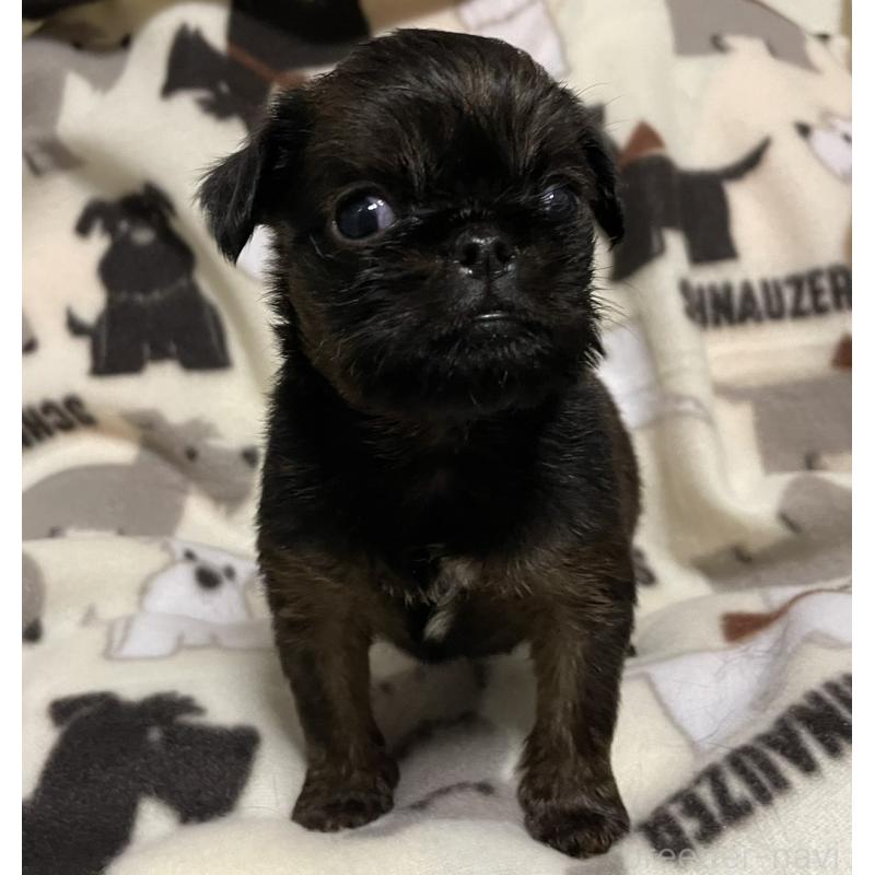 販売中の愛知県のブリュッセルグリフォン-432494の5枚目