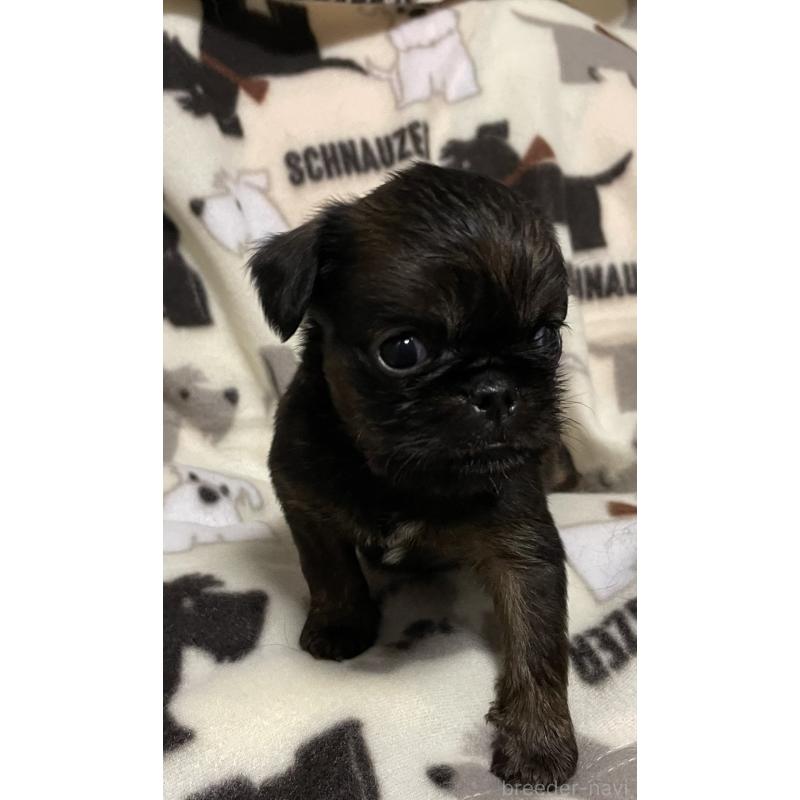 販売中の愛知県のブリュッセルグリフォン-432494の4枚目