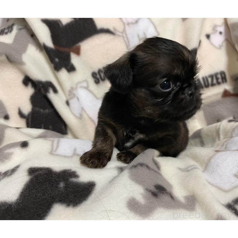 販売中の愛知県のブリュッセルグリフォン-432494の3枚目