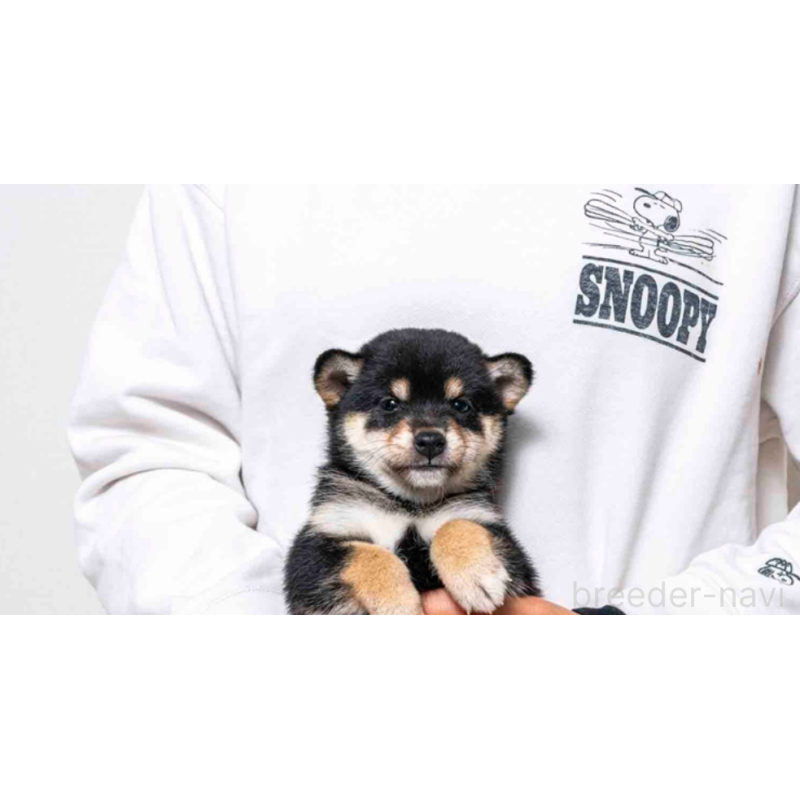 販売中の大分県の豆柴-432493