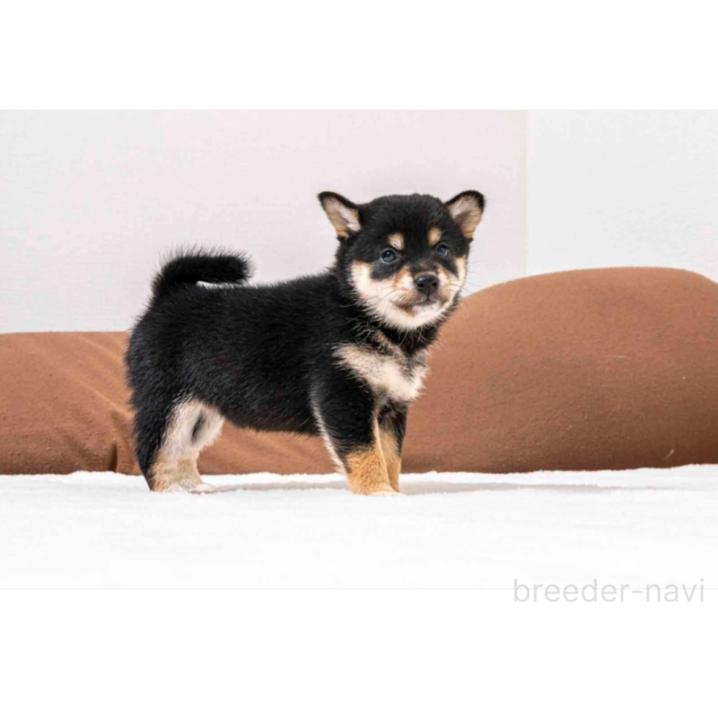 販売中の大分県の豆柴-432493の4枚目