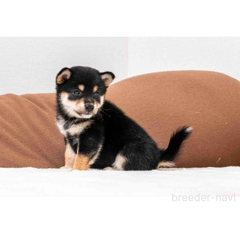 販売中の大分県の豆柴-432493の3枚目