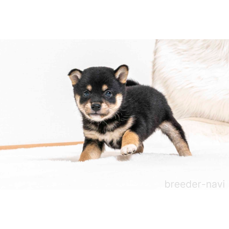 販売中の大分県の豆柴-432496の5枚目