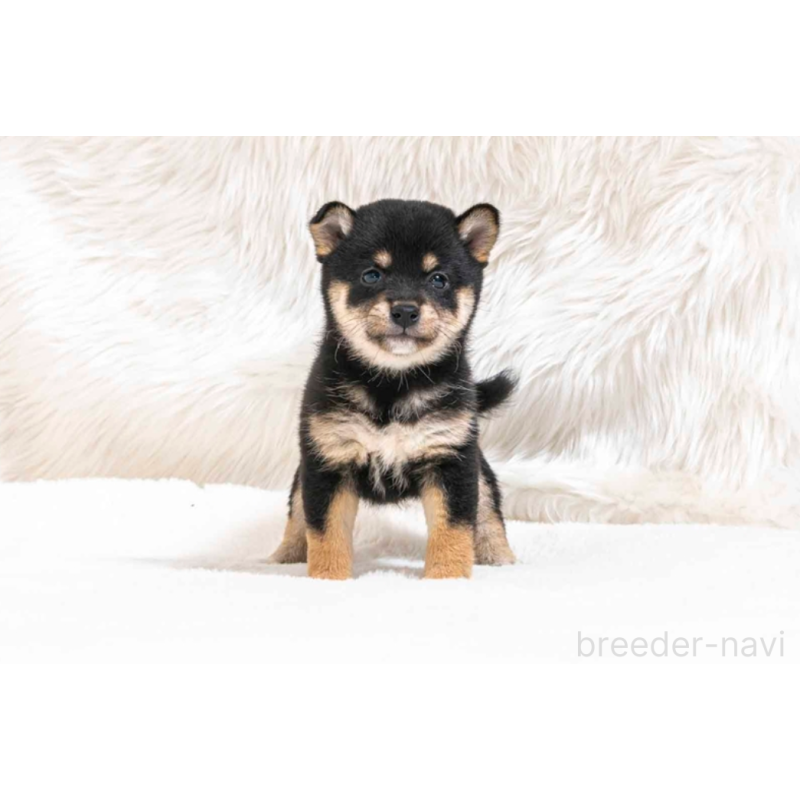 販売中の大分県の豆柴-432496の4枚目