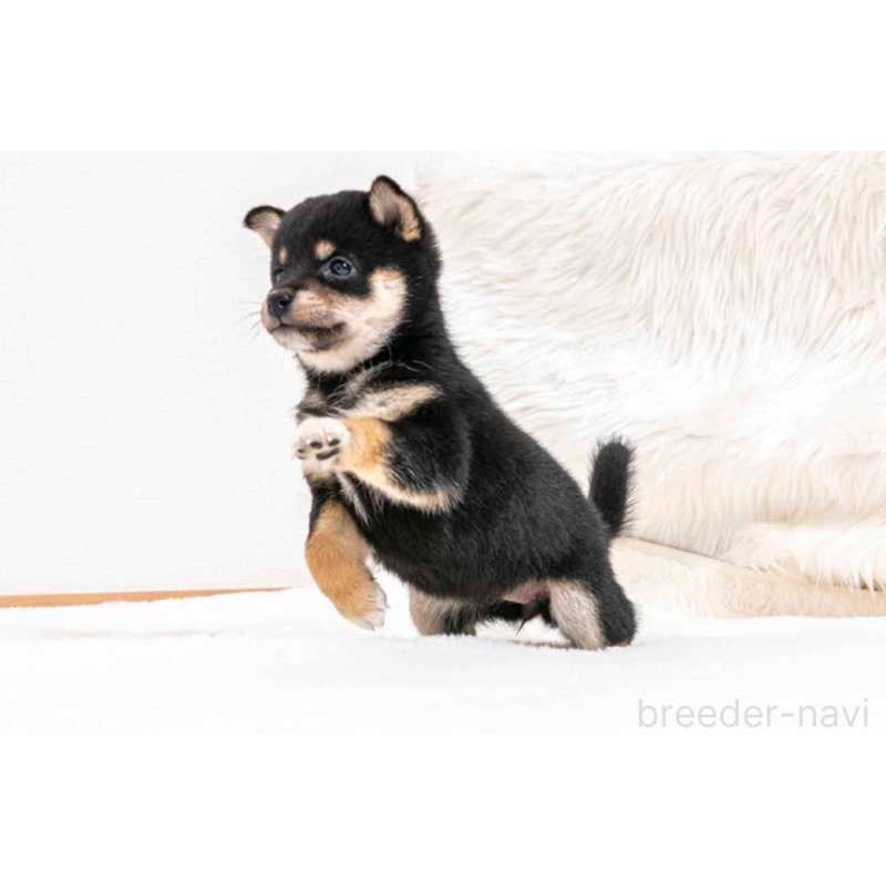 販売中の大分県の豆柴-432496の3枚目