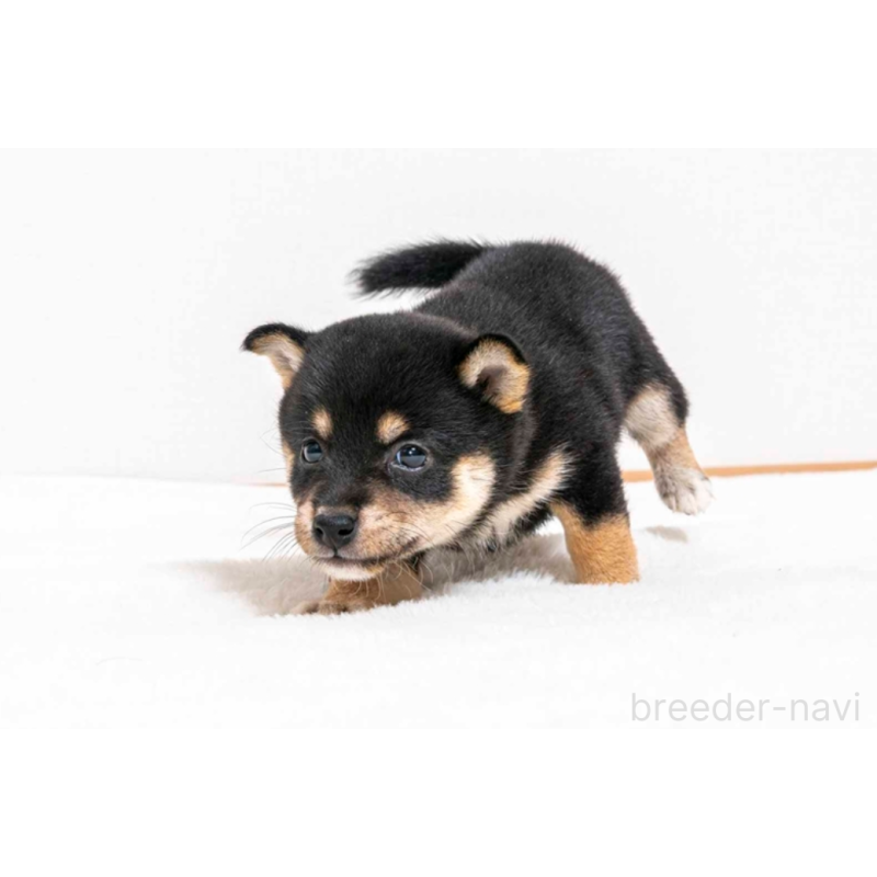 販売中の大分県の豆柴-432496の2枚目