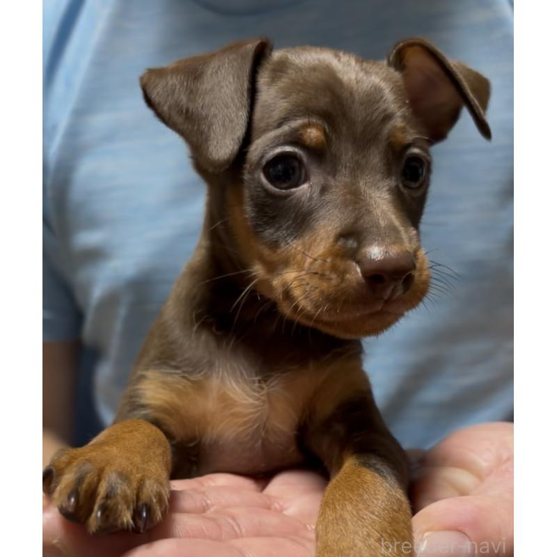 販売中の岩手県のミニチュアピンシャー(ミニピン)-432497の3枚目