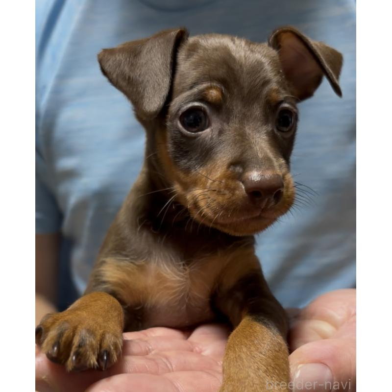 販売中の岩手県のミニチュアピンシャー(ミニピン)-432497の2枚目