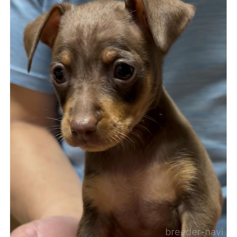 販売中の岩手県のミニチュアピンシャー(ミニピン)-432498の3枚目