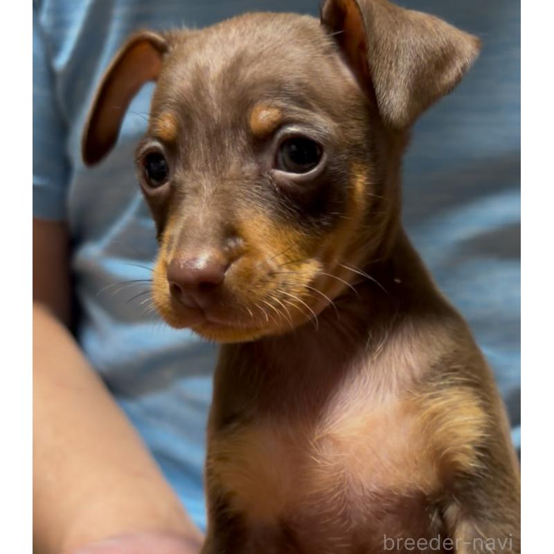 販売中の岩手県のミニチュアピンシャー(ミニピン)-432498の2枚目