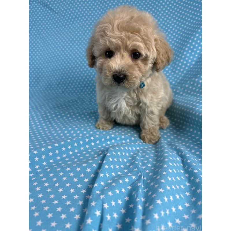 販売中の北海道のビションプー:ビションフリーゼ×トイプードル-432499の5枚目