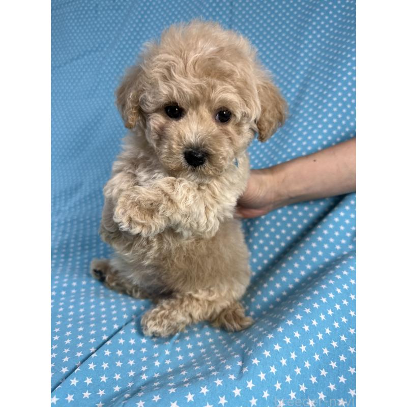 販売中の北海道のビションプー:ビションフリーゼ×トイプードル-432499の1枚目