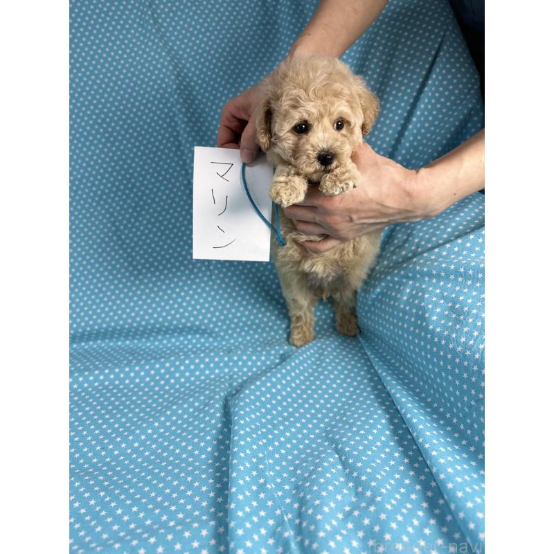 販売中の北海道のビションプー:ビションフリーゼ×トイプードル-432499の4枚目