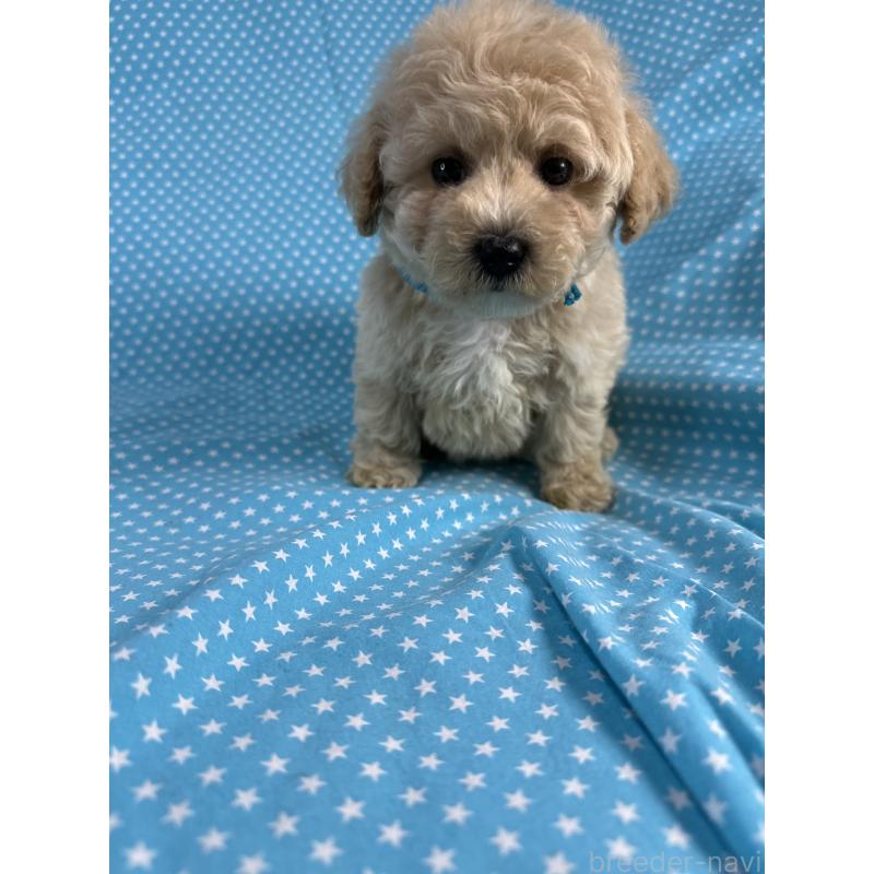 販売中の北海道のビションプー:ビションフリーゼ×トイプードル-432499の3枚目