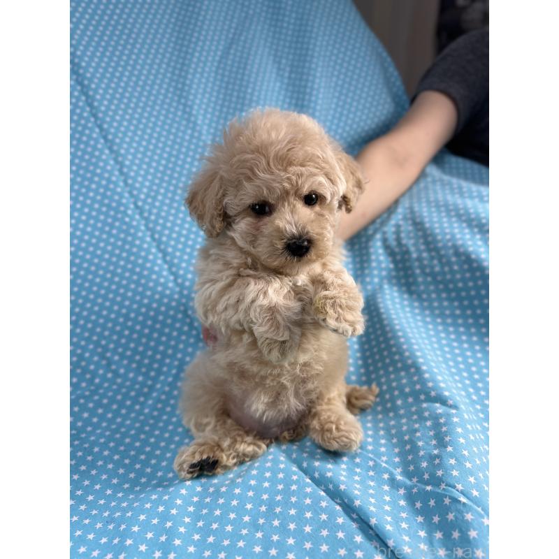 販売中の北海道のビションプー:ビションフリーゼ×トイプードル-432499の2枚目