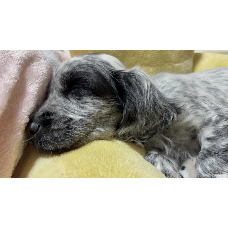 成約済の佐賀県のイングリッシュコッカースパニエル-427989の2枚目